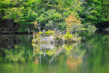 新緑の鶴ヶ原の景　大分県玖珠郡　Scenery of fresh green Tsurugaharanokei. Ooita Pref, Kusu gun.