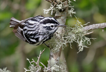 Black-and-white warbler (Mniotilta varia) during spring migration, Galveston, Texas, USA.