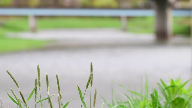 wet grass in river bck 4k
