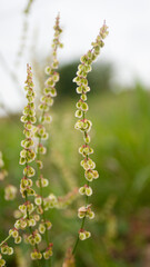 Inflorescencia en tallo silvestre en pradera de Asturias