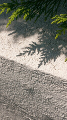 Sombra de arbusto sombre muro blanco