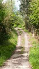 Camino en cuesta en bosque