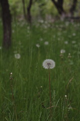 dandelion in the grass