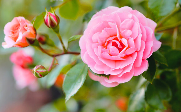 ピンク色の綺麗な薔薇フリー無料画像素材