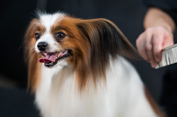 Caucasian woman combing a dog. Papillon Continental Spaniel with tongue hanging out at grooming. 