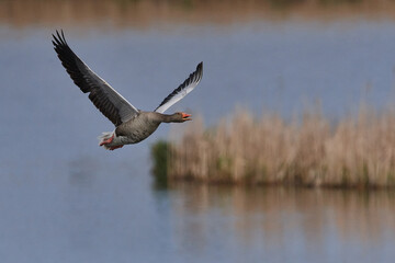 Graugans im Flug