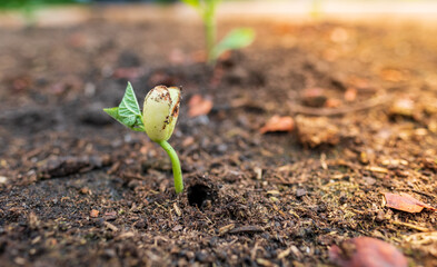 Close up of an organic bean seedling germinating in a home garden on a summer evening.
