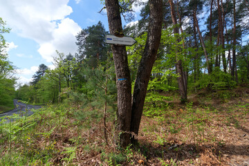 Denecourt path 11 in Fontainebleau forest	