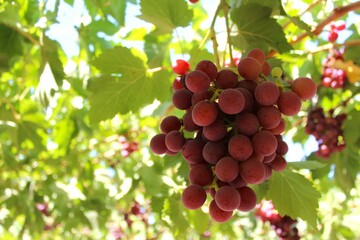 table grapes from export variety flame