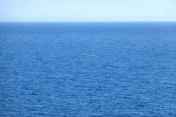 Azure sea surface with small waves till skyline and string of seagulls above water in clear...