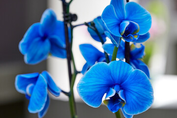 Naklejka na ściany i meble Bouquet of beautiful blue orchids