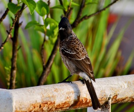 The Red Velvet Bulbul in action at the Katraj Snake Park in Pune, India