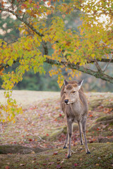奈良 - 【奈良公園の鹿と紅葉】