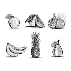 hand drawn vector fruit set