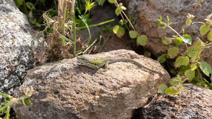 The field lizard -Podarcis siculus Rafinesque- is a reptile of the family Lacertidae.On a stone warming up in the spring sun
