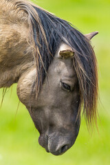 Konik horse portrait © Mick Taylor