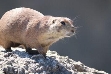 Mongoose on a rock