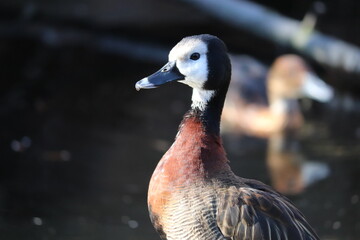 portrait of a duck