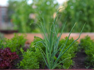 Grządka warzywna ze szczypiorkiem Vegetable patch with chives