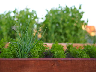 Grządka warzywna ze szczypiorkiem Vegetable patch with chives