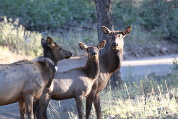 Elk