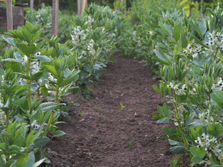 Grządka bobu a patch of broad beans