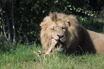 Plakat lion in the grass