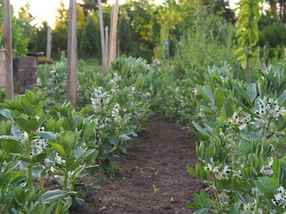 Grządka bobu a patch of broad beans © Ewa