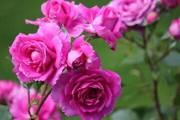 Obraz na płótnie Canvas pink roses in garden