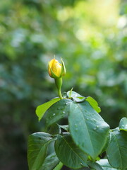 Pączek róży Rosebud