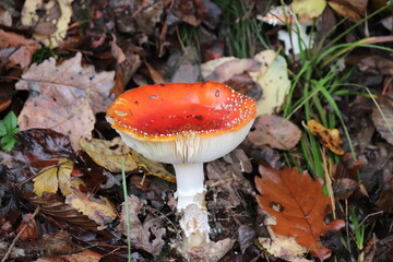 fly mushroom in forest