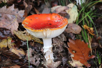 red fly agaric