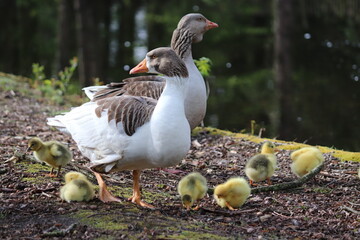 family of goose