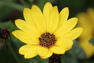 yellow flower
