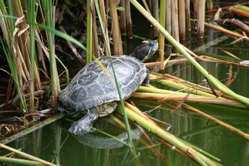 Fototapeta premium turtle in the grass near water