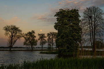 a romantic sunset evening scene  on the water of the Reeuwijkse Plassen in the Netherlands. Dutch waterway has islands with trees under a full moon with pastel shade sky