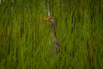 greylag or graylag goose Anser anser in long grass next to a lake in Reeuwijkse Plassen nature Netherlands. Dutch wildfowl wildlife bird has distinctive orange beak