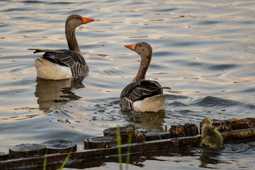 Pair of parent greylag or graylag geese with baby gosling struggling to climb. Anser anser in a lake in Reeuwijkse Plassen nature Netherlands. Dutch wildfowl wildlife bird has distinctive orange beak
