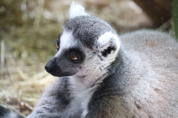 ring lemur