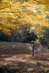 奈良 - 【奈良公園の鹿と紅葉】
