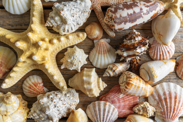 Sea shells and stars. Still life on wooden boards.