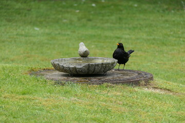 Amsel vor der Tr&auml;nke