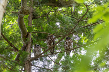 野鳥素材　アオバズク