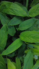 Maranta arundinacea, arrowroot plants, close-up view