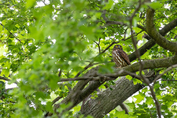野鳥素材アオバズク