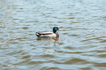 Mallard duck in the lake