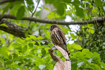 鳥素材　アオバズク