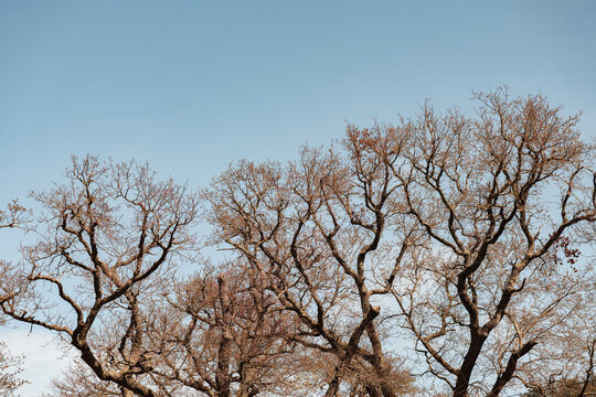 beautiful wallpaper of sky and branches