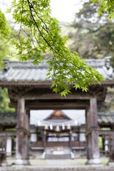 Japanese Shrine's Gateway Blurred in the Background, with Focus on Fresh Green Maple Leaves in the Foreground