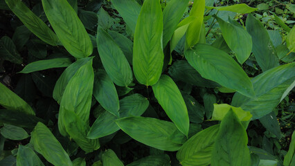 Maranta arundinacea, arrowroot plants, close-up view